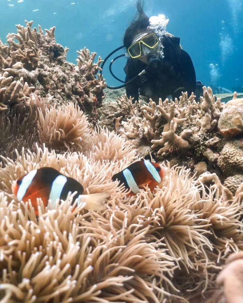 Jelajahi Dunia Bawah Laut Indonesia 5 Taman Bawah Laut Terpopuler