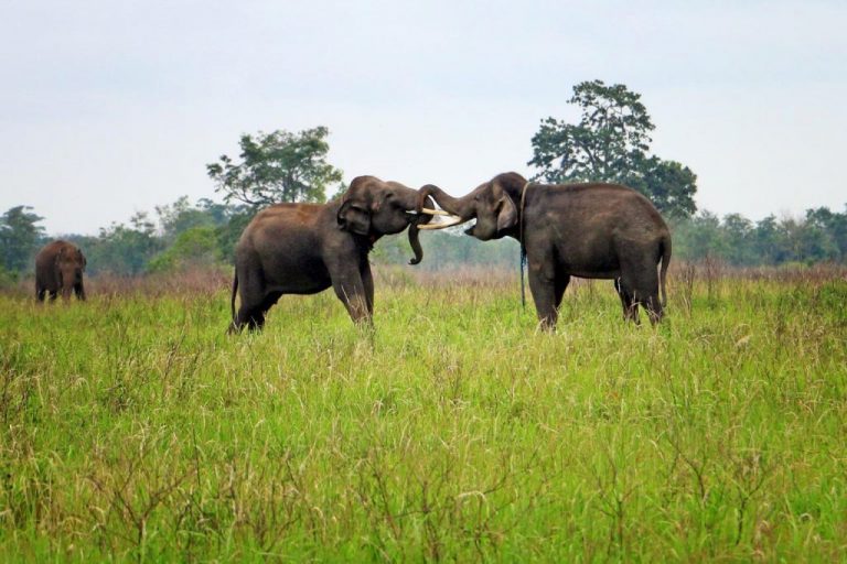 Taman Nasional Way Kambas, Rumahnya Gajah Sumatrera yang Harus dikunjungi