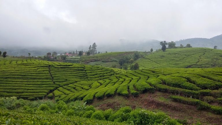 Kebun Teh Alahan Panjang, Destinasi Wisata Wajib di Sumatera Barat