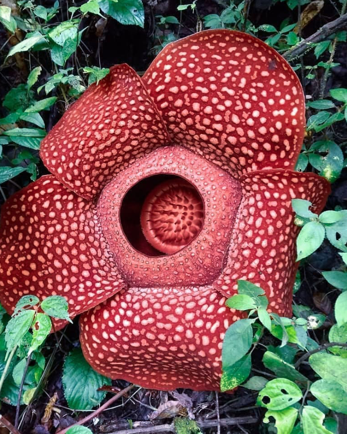 Berasal bunga dari mana rafflesia Fakta Unik