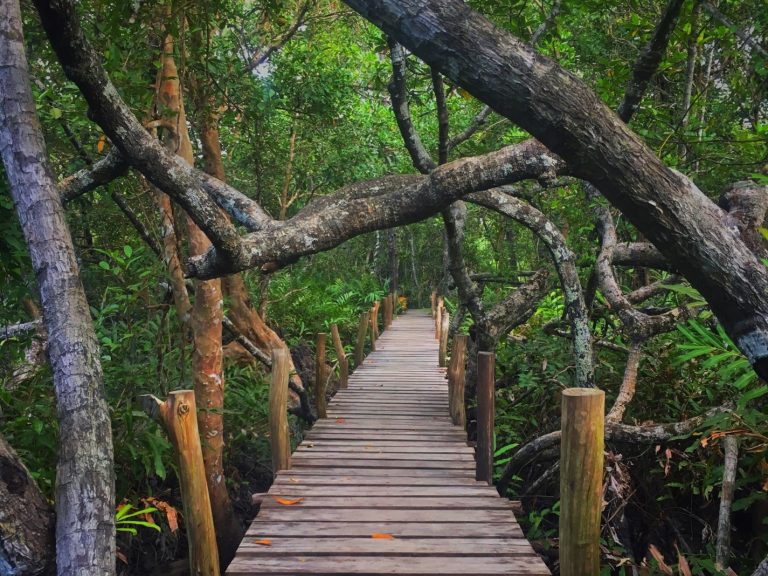 Hutan Mangrove Munjang, Hutan Amazon Pulau Bangka