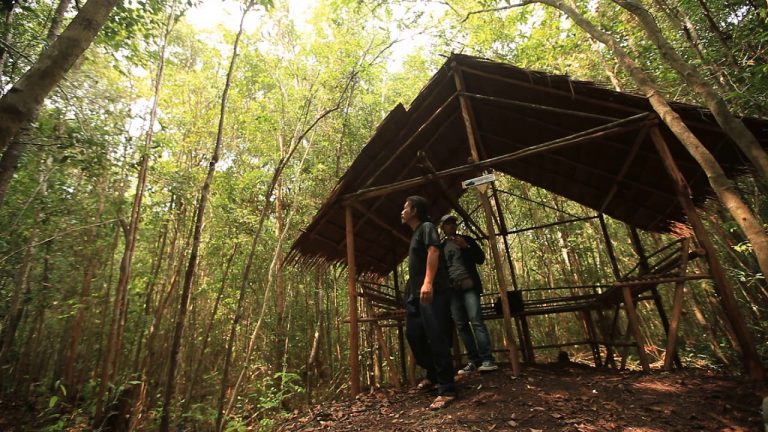 Menikmati Sisi Lain Pulau Bangka dari Hutan Pelawan