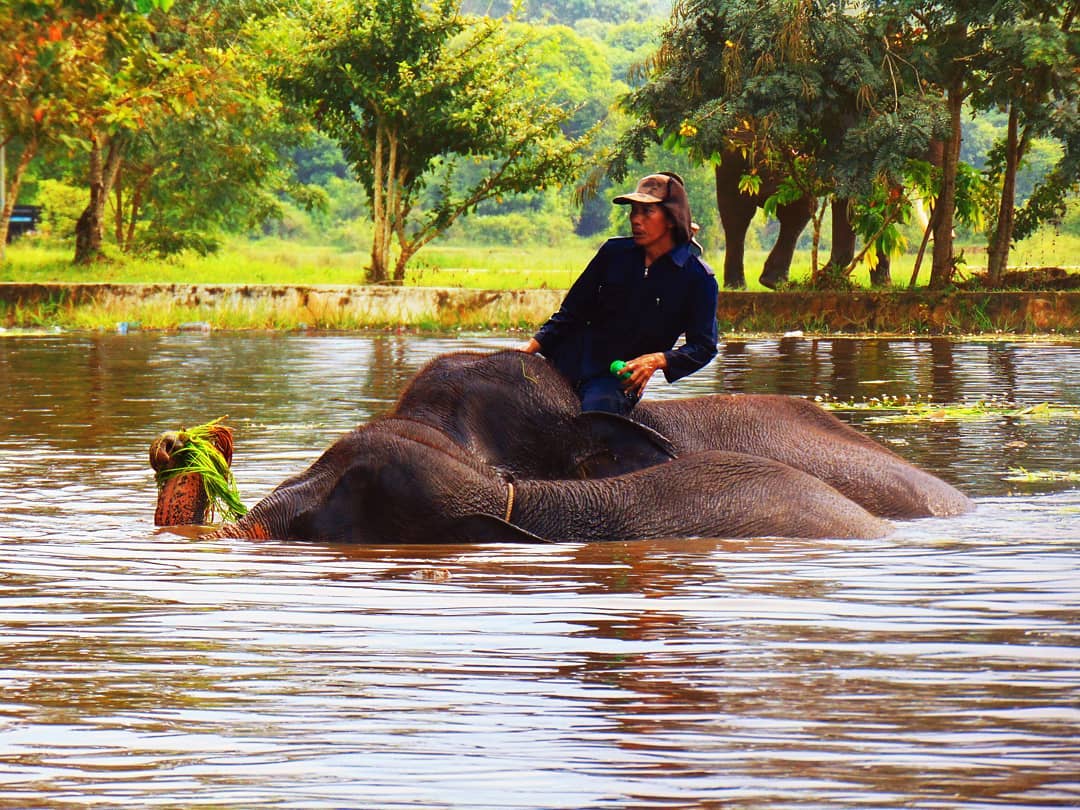 iTamani iNasionali iWayi iKambasi Rumahnya Gajah Sumatrera yang 