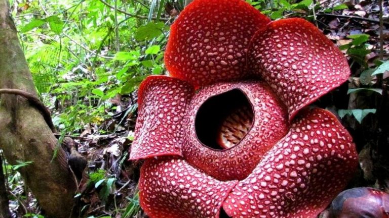 Menengok Rafflesia Arnoldi di Bumi Rafflesia Bengkulu