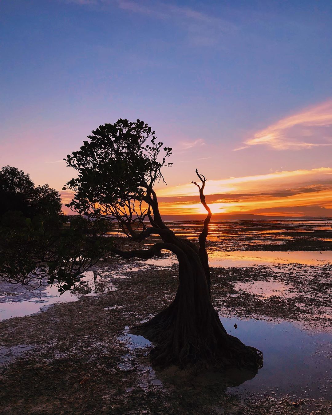 Pohon Rimbun Pantai Walakiri dan Pohon  Mangrove yang Menari Destinasi 