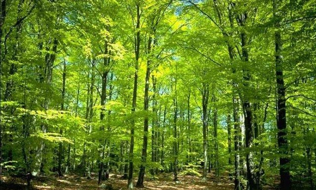 Hutan Wisata Baning Sebagai Satu-satunya Wisata Hutan Tropis Menarik