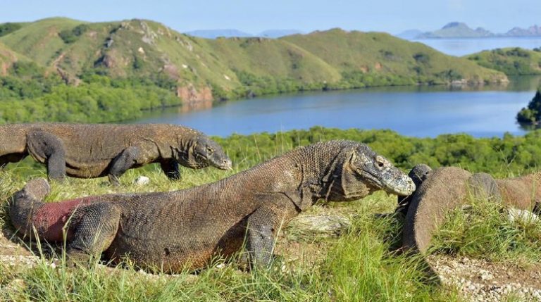 Eksotisme Pulau Komodo, Satu dari Tujuh Keajaiban Dunia