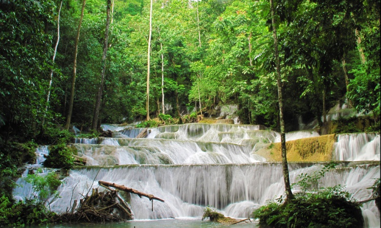 Hutan Suaka Tanjung Peropa, Menjelah Rumah Flora dan Fauna Sulawesi