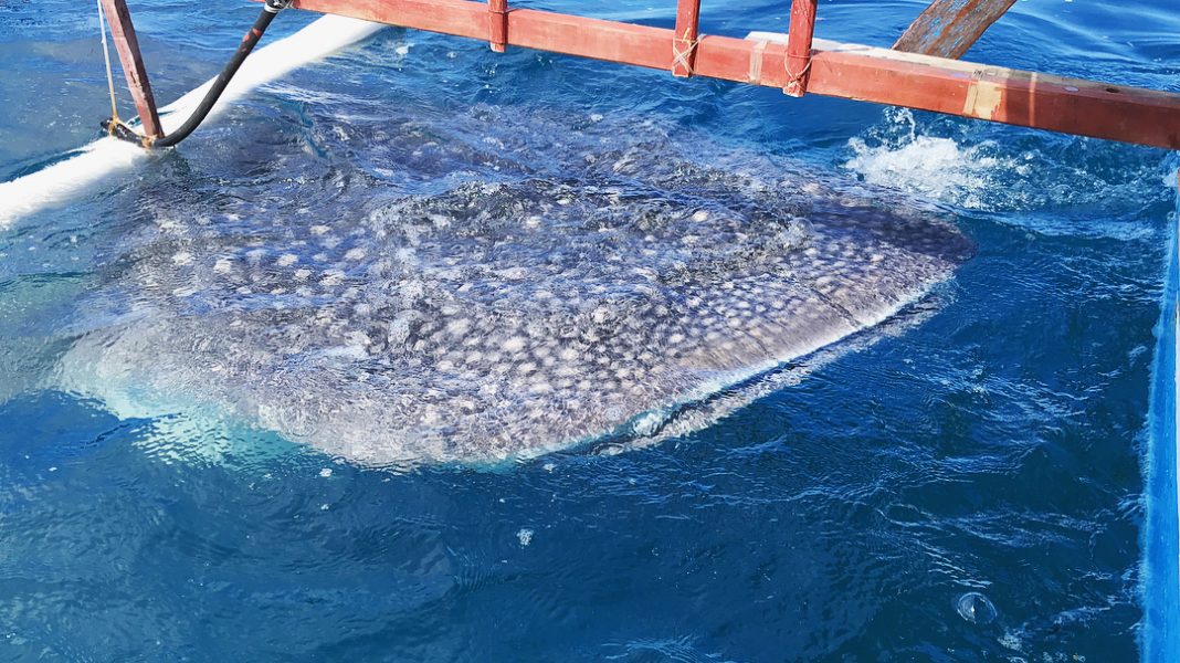 Pantai Botubarani dengan Wisata Hiu Paus yang Melegenda - Destinasi