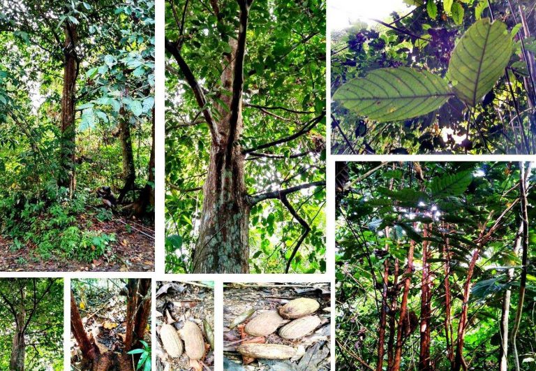 Objek Wisata Hutan Belian Sebagai Habitat Untuk Tanaman Langka