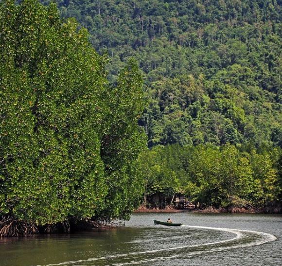 Hutan Suaka Tanjung Peropa, Menjelah Rumah Flora dan Fauna ...