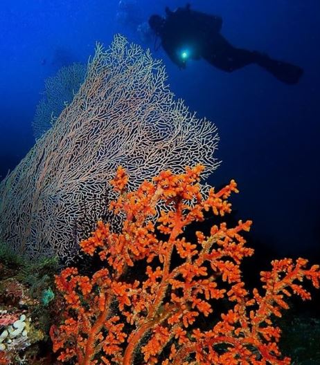Teluk Maumere, Surga Keindahan Bawah Laut Dunia