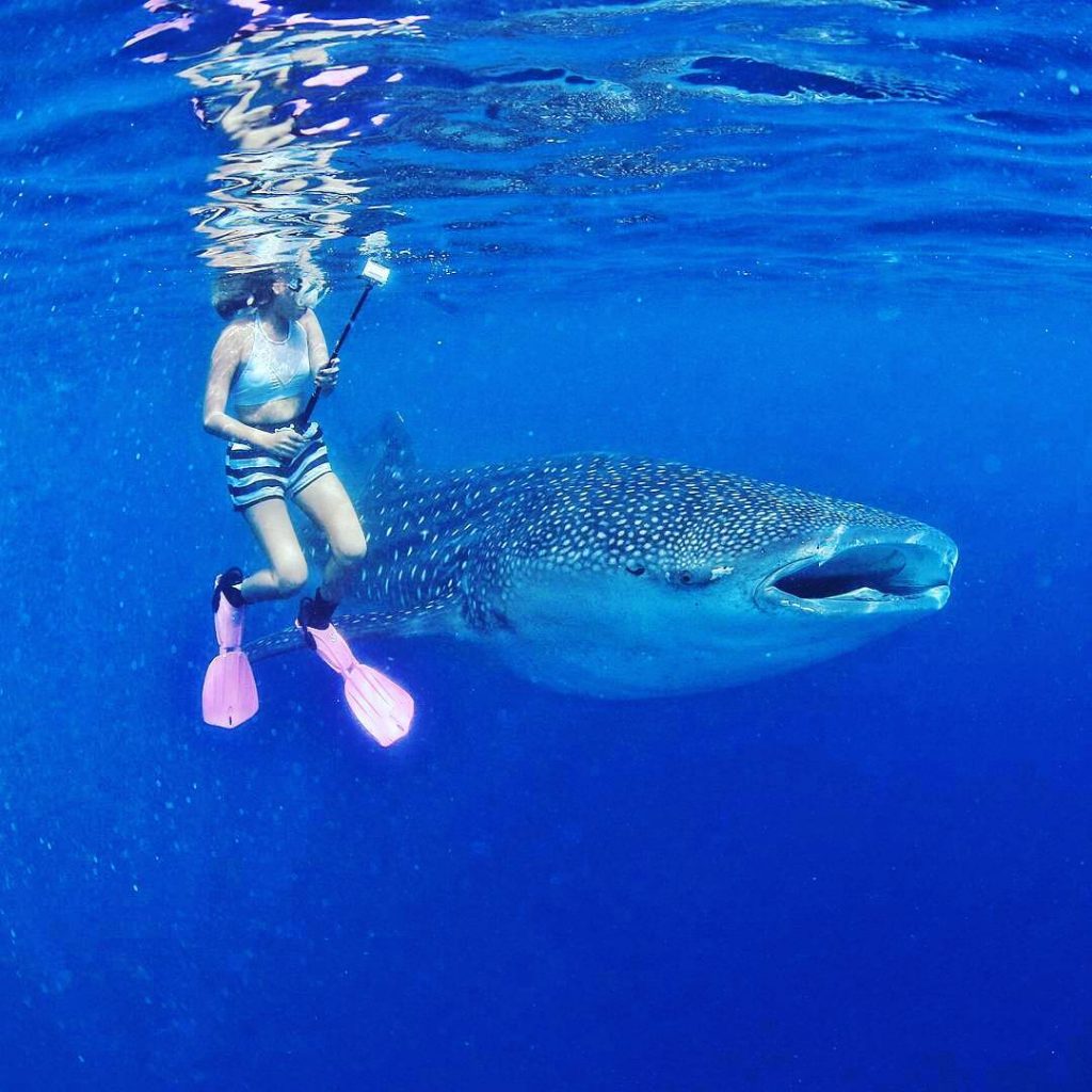 Pantai Botubarani dengan Wisata Hiu Paus yang Melegenda - Destinasi