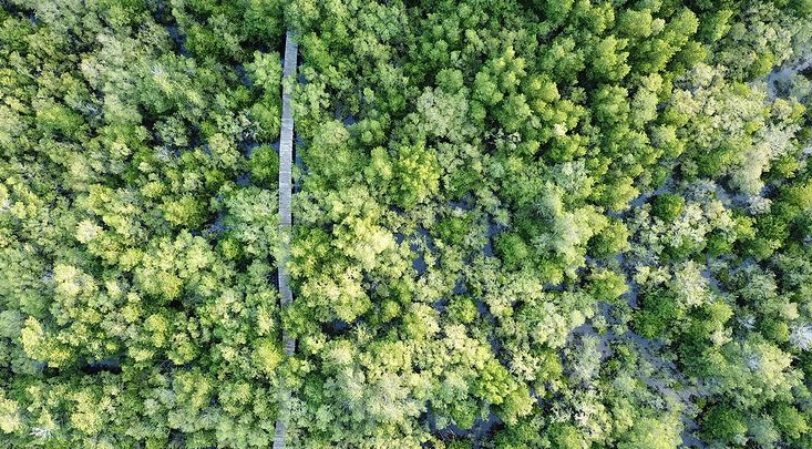 Hutan mangrove Magepanda, Saksi Bisu Sang Pejuang Lingkungan