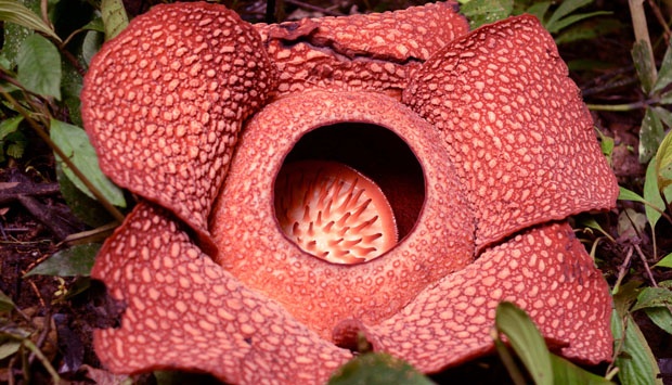 Rafflesia, Bunga Cantik nan Misterius