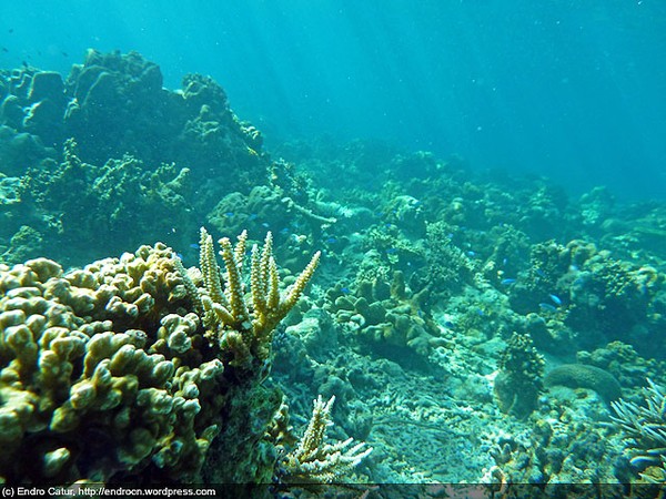 Bawah laut Pulau Ambai