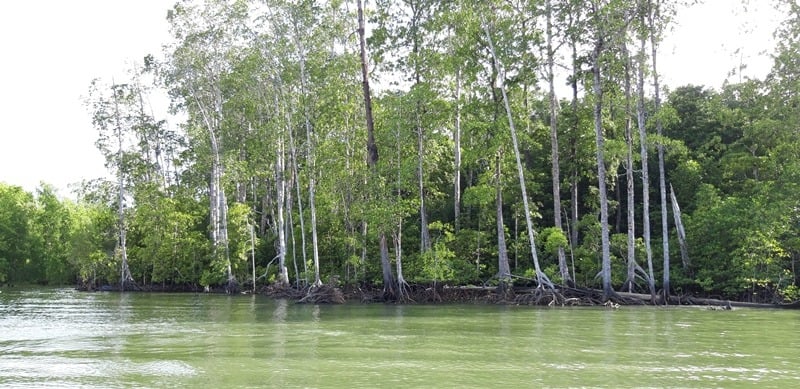 Hutan Mangrove di Distik Babo