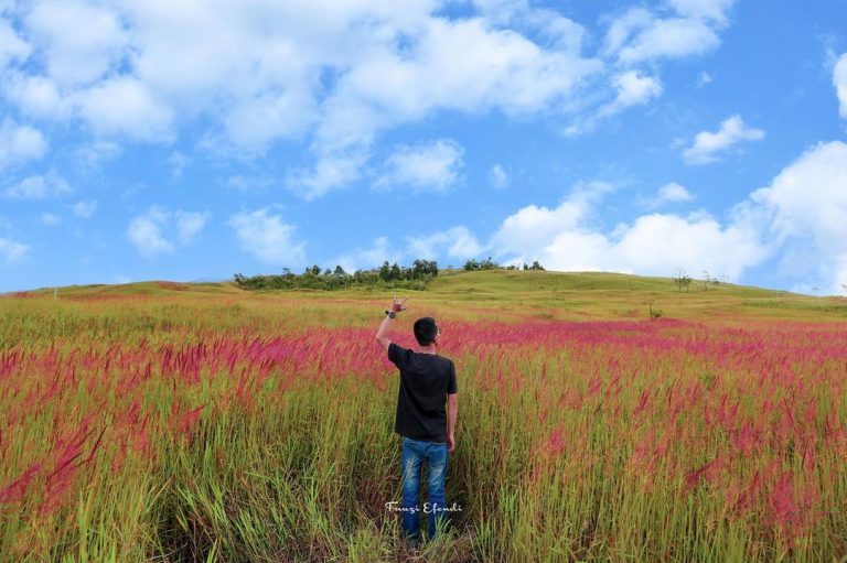 Rumput Mei di Lembah Baliem, Fenomena Unik Setahun Sekali