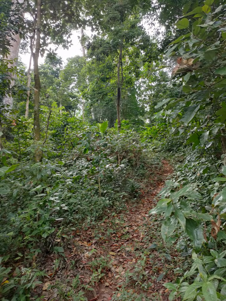 Gunung Pandan, Keindahan Bojonegoro Dilihat Dari Puncaknya