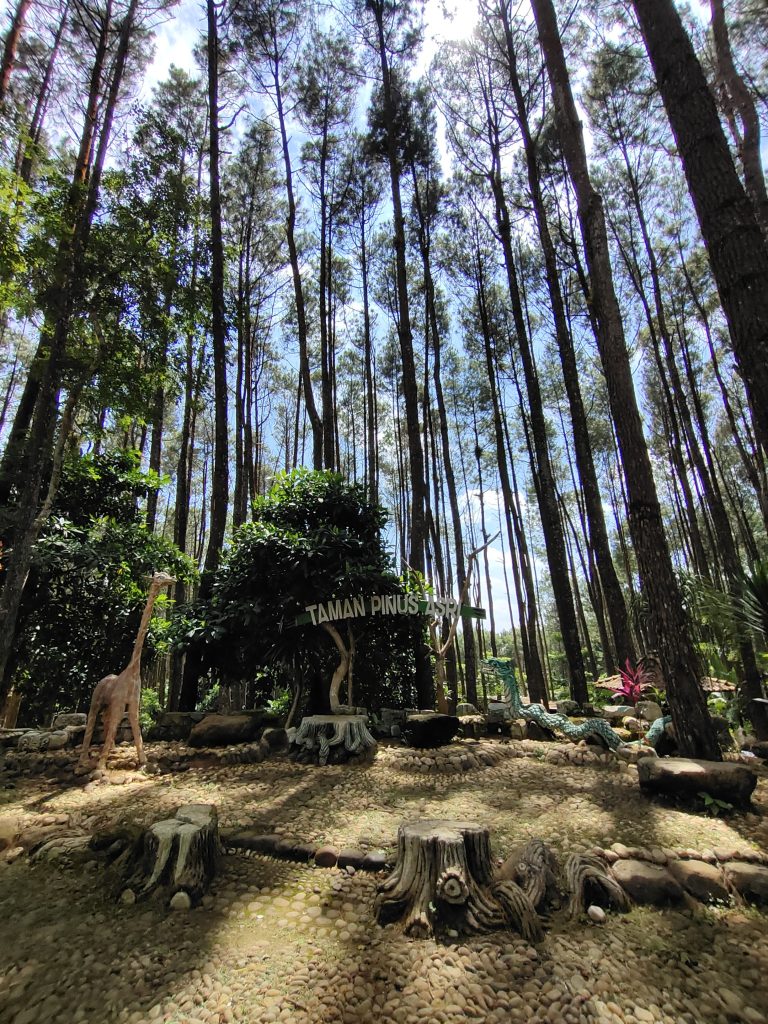 Pesona Berkemah Di Hutan Pinus Asri Di Yogyakarta