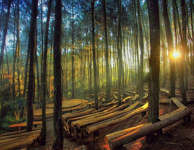 Berkemah Di Hutan Pinus Imogiri Yogyakarta - Destinasi Travel Indonesia
