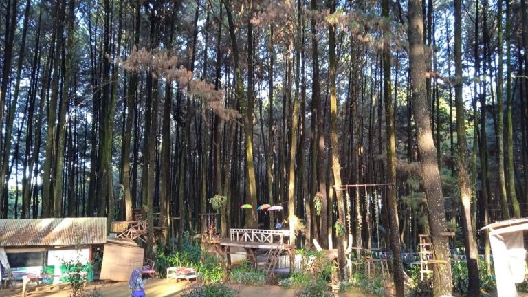 Yuk, Cobain Keseruan Berkemah Di Hutan Pinus Sentul