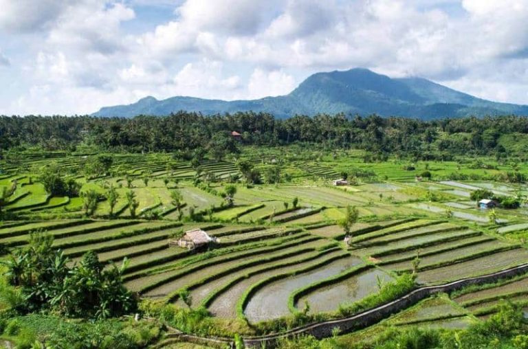 Rice Field Terrace Umejero – Suasana Pedesaan Alami Di Buleleng