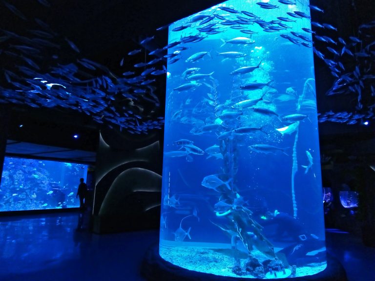 Menariknya Berenang Bersama Hiu, Hanya Ada di Jakarta Aquarium