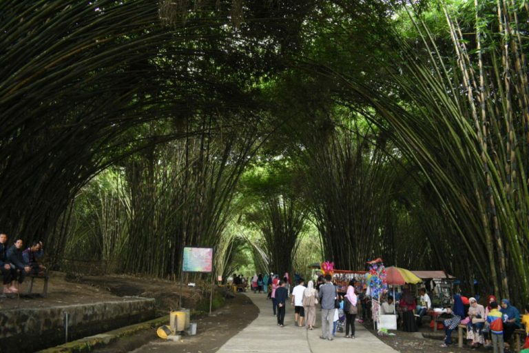 Menikmati Pesona Rimbunnya Pohon Bambu Di Hutan Bambu Lumajang