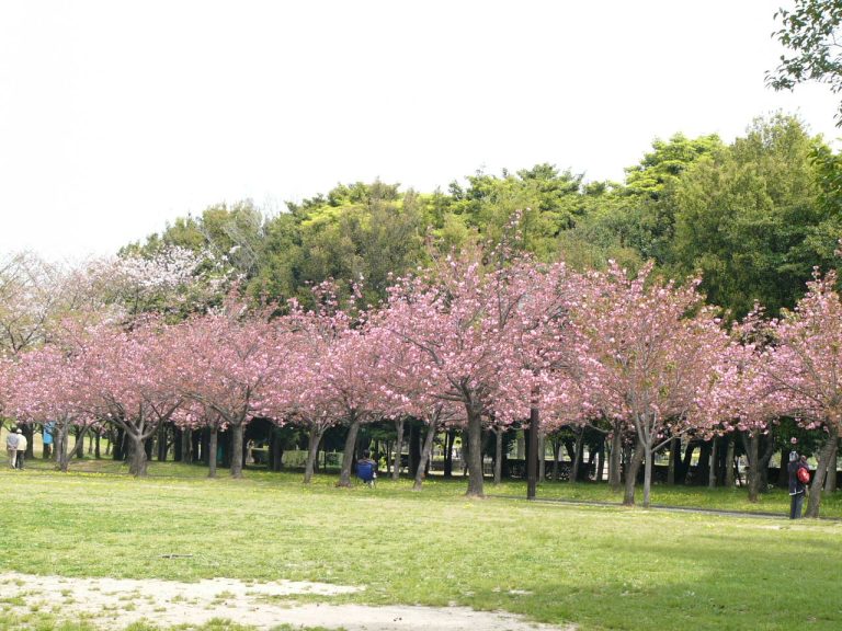 Berkemah Sambil Menikmati Indahnya Bunga Sakura Di Taman Sakura Kebun Raya Cibodas