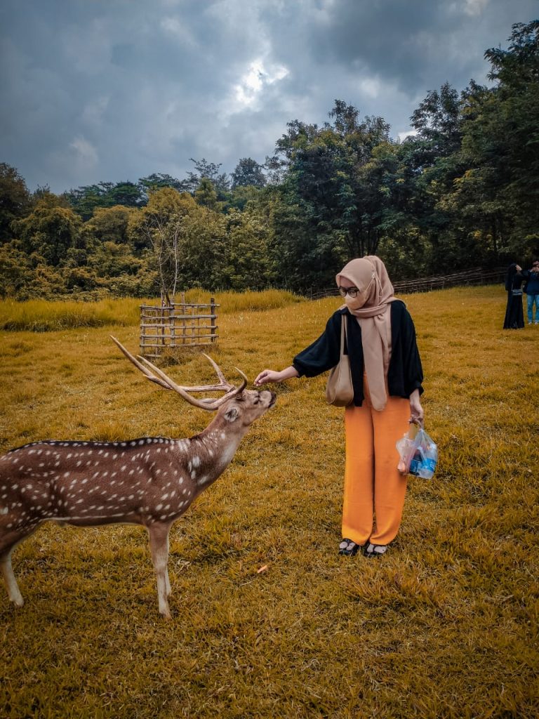 Berkemah Sambil Berinteraksi Dengan Rusa Di Taman Wisata Rusa Tanjungsari