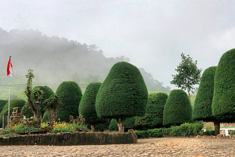 Bukit Jamur Ciwidey_1