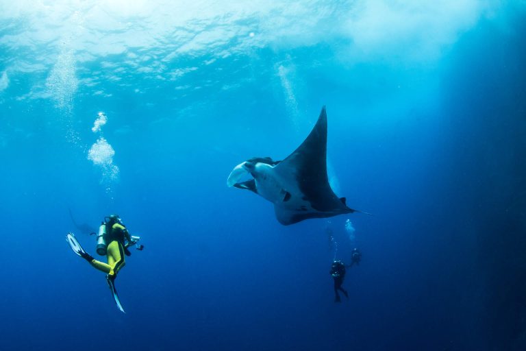Nikmati Keindahan Bawah Laut Pulau Padar dengan Snorkeling