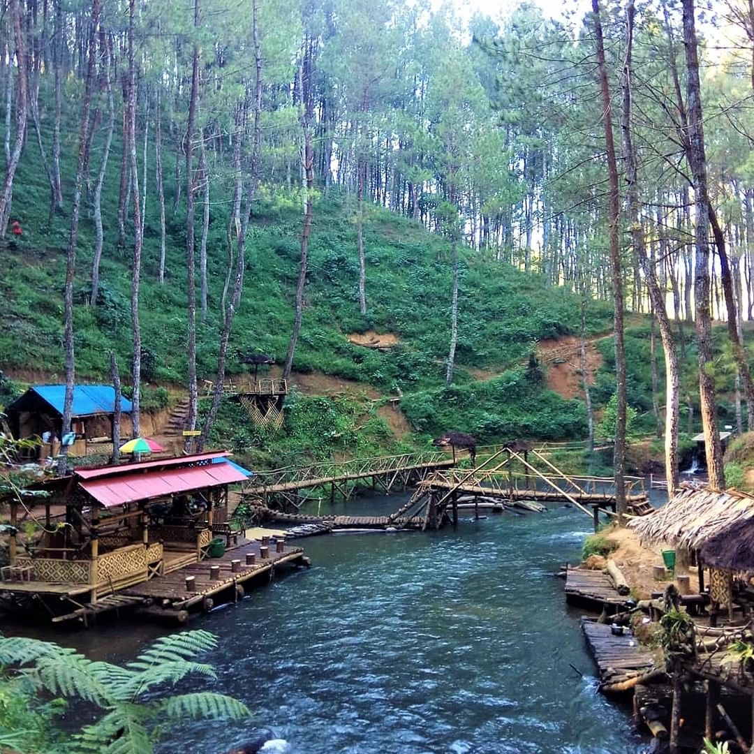 Jayagiri Lembang, Spot Berkemah Berlatar Hamparan Hutan Pinus Di Kaki ...