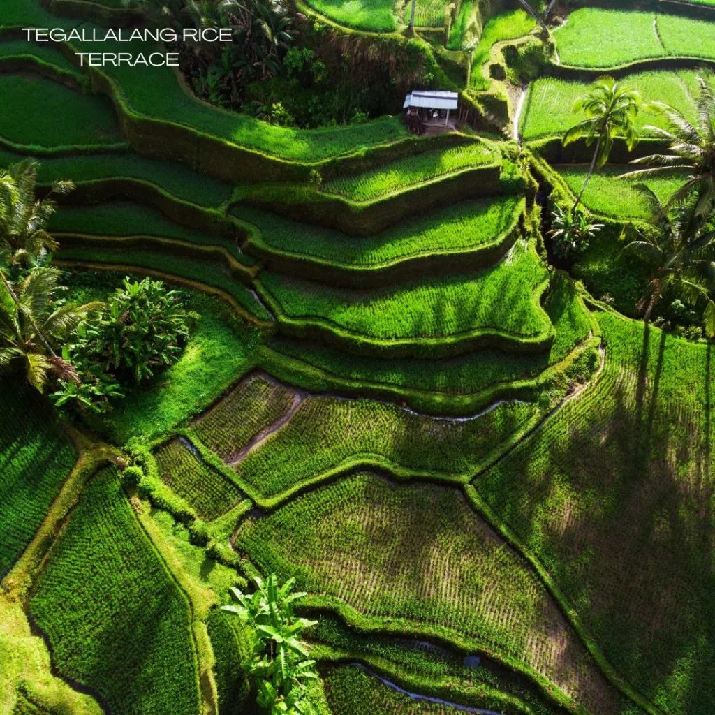 10 Alasan Mengapa Teras Sawah Tegalalang, Bali Harus Masuk Dalam List ...