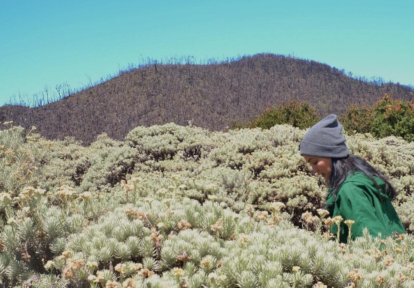 Menyusuri Keindahan Bunga Edelweiss di Jawa: 5 Destinasi Wisata yang Wajib Dikunjungi