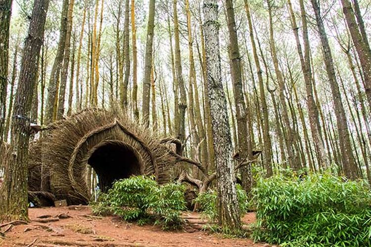 Hutan Pinus Pengger_2