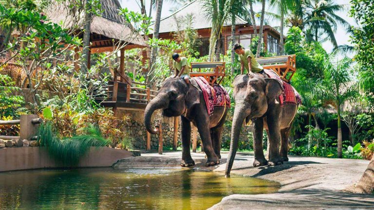 Berpetualang di Dunia Binatang: 5 Kebun Binatang Terbaik di Indonesia