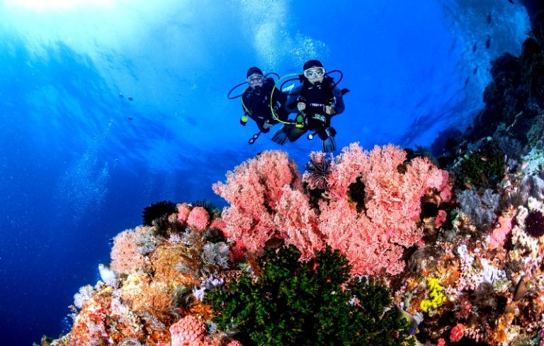 Jelajahi Dunia Bawah Laut Indonesia: 5 Taman Bawah Laut Terpopuler