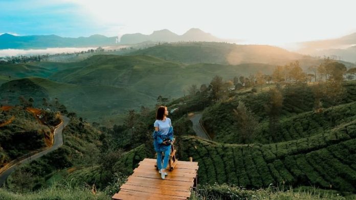 Sunrise Point Cukul Keindahan Matahari Terbit Di Tengah Perkebunan Teh