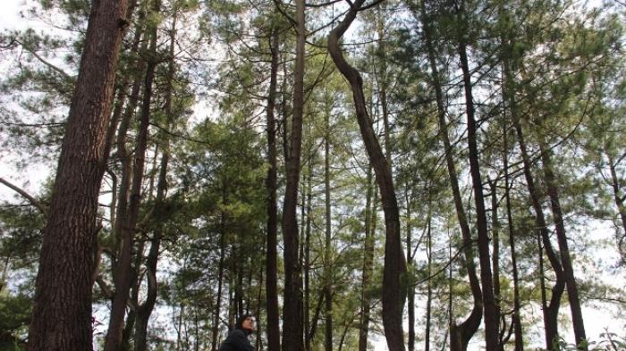 Hutan Pinus Lahendong_3c