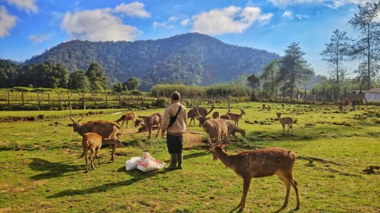 Taman Rusa: Eksplorasi Keindahan Alam dan Keunikan Satwa di Indonesia